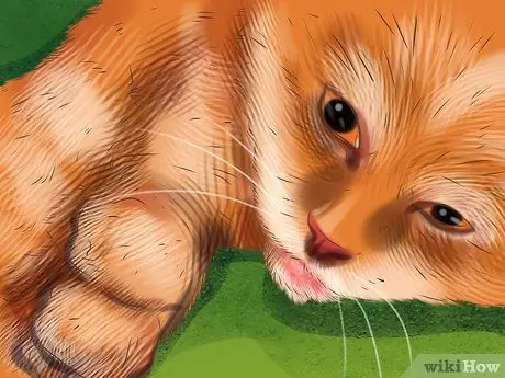 Кормление кошки из трубки Шаг 14