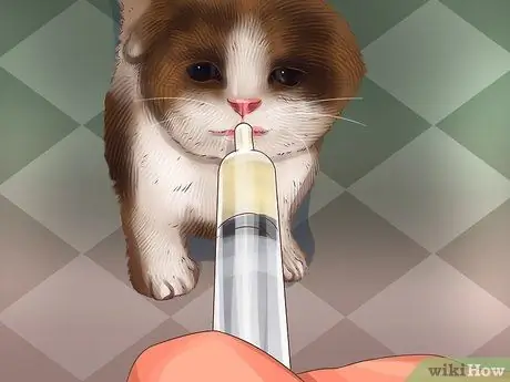 Кормление кошки из трубки Шаг 4