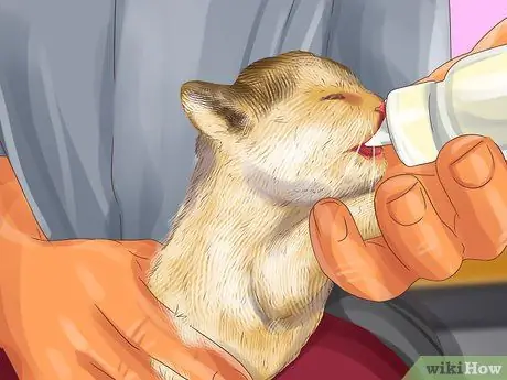 Кормление кошки из трубки Шаг 8