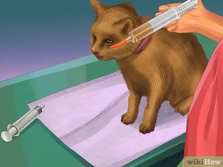 Кормление кошки из трубки Шаг 9