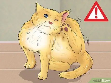 Как справиться с аллергией на корм для кошек Шаг 1