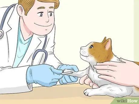 Как справиться с аллергией на кошачий корм, шаг 2