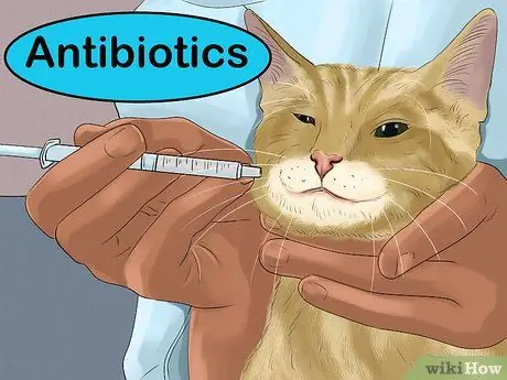 Диагностика и лечение аллергии на блох у кошек Шаг 10