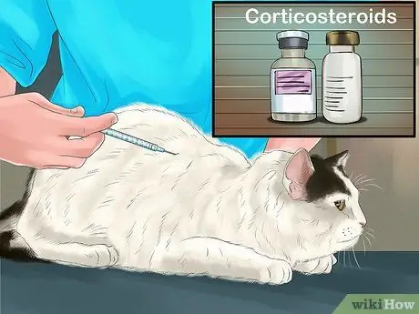 Диагностика и лечение аллергии на блох у кошек Шаг 11