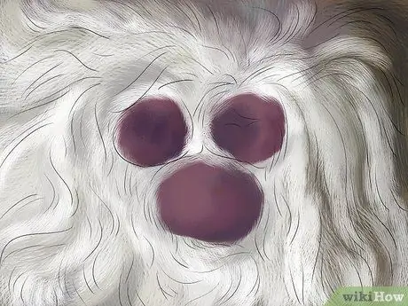 Диагностика и лечение аллергии на блох у кошек Шаг 2