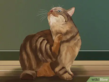 Диагностика и лечение аллергии на блох у кошек Шаг 3