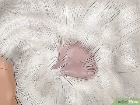 Диагностика и лечение аллергии на блох у кошек Шаг 4