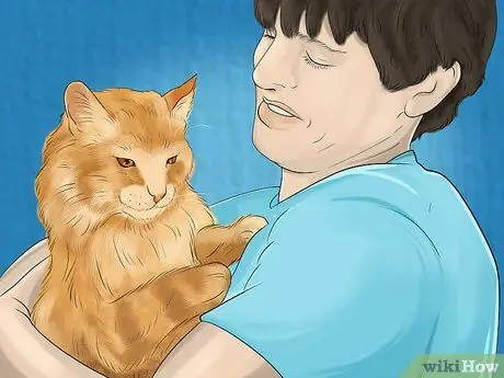 Диагностика и лечение аллергии на блох у кошек Шаг 9