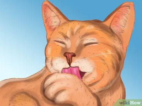 Диагностика сезонной аллергии у кошек Шаг 1