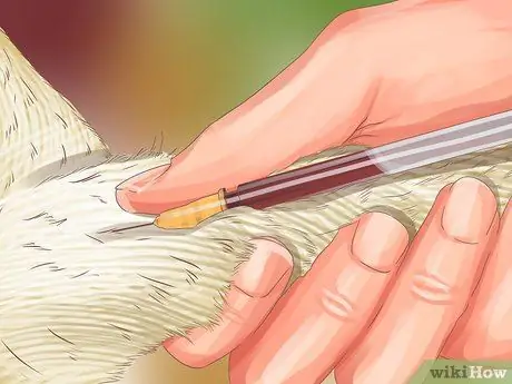 Диагностика сезонной аллергии у кошек Шаг 12