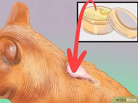 Диагностика сезонной аллергии у кошек Шаг 15