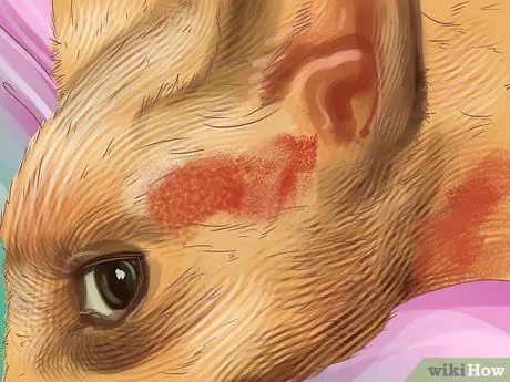 Диагностика сезонной аллергии у кошек Шаг 2