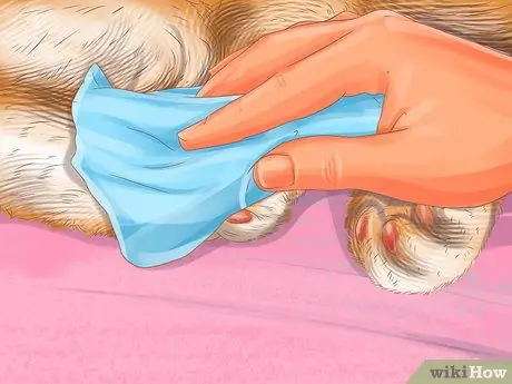 Диагностика сезонной аллергии у кошек Шаг 9