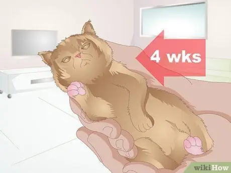 Выберите корм для котенка Шаг 1