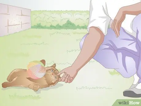 Выберите корм для котенка Шаг 2