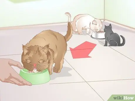 Выберите корм для котенка Шаг 8