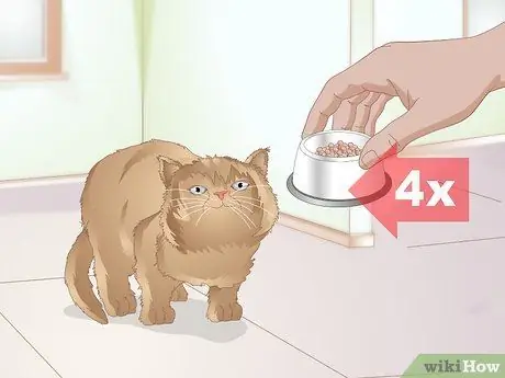 Выберите корм для котенка Шаг 9