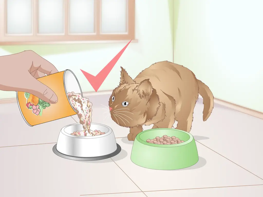 Как выбрать корм для котенка: 11 шагов (с иллюстрациями)