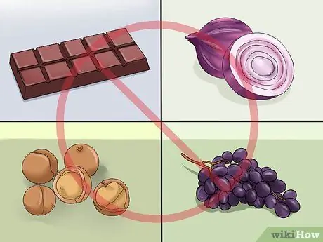 Выберите лакомства для кошек, шаг 10