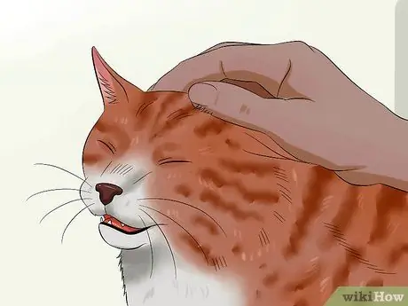 Выберите лакомства для кошек, шаг 13