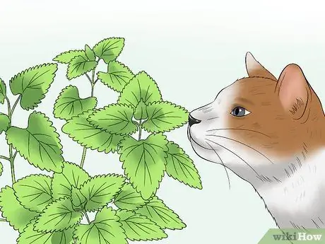 Выберите лакомства для кошек, шаг 7