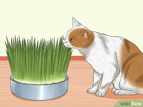 Выберите лакомства для кошек, шаг 8