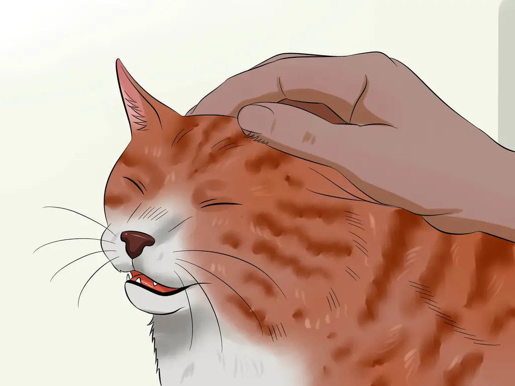 3 способа выбрать лакомство для кошек