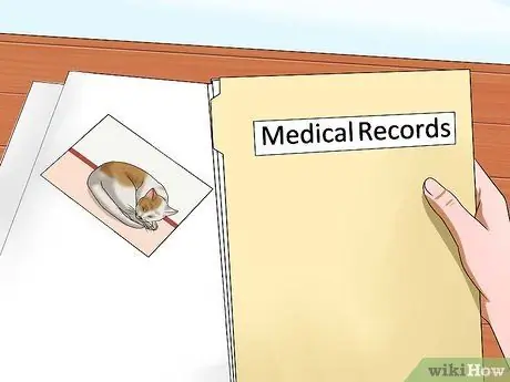 Определите, был ли у вашей кошки инсульт Шаг 11