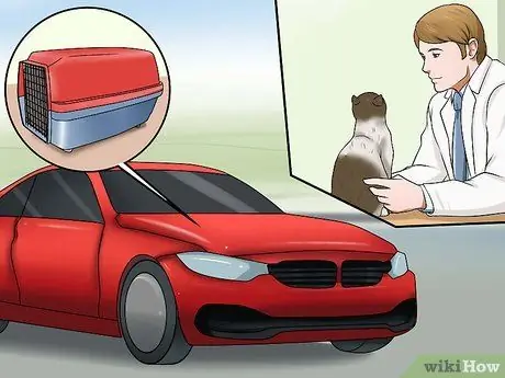 Определите, был ли у вашей кошки инсульт Шаг 12