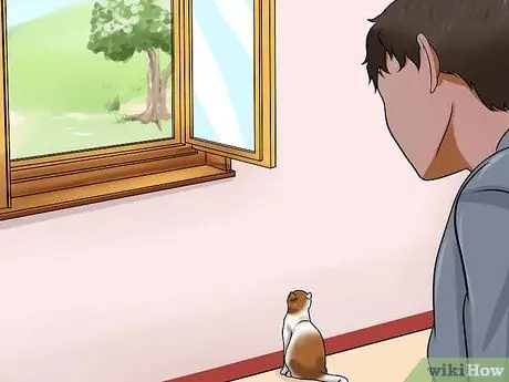 Определите, был ли у вашей кошки инсульт Шаг 17