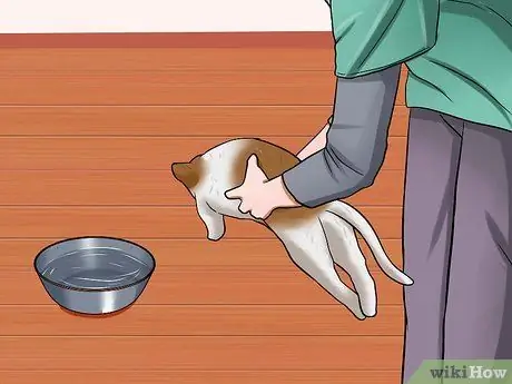 Определите, был ли у вашей кошки инсульт Шаг 18