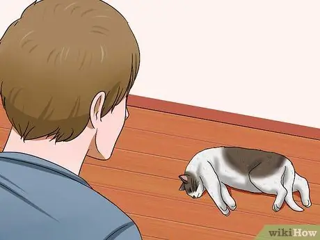 Определите, был ли у вашей кошки инсульт Шаг 2