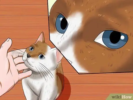 Определите, был ли у вашей кошки инсульт Шаг 5