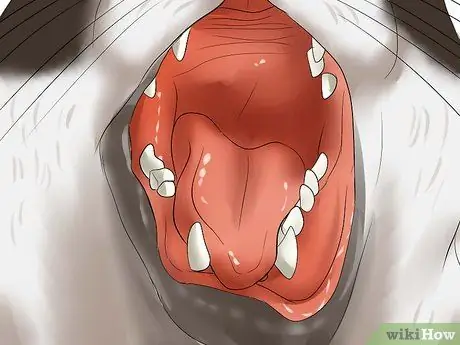 Определите, был ли у вашей кошки инсульт Шаг 7