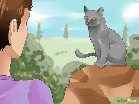 Как определить течку у кошки Шаг 1