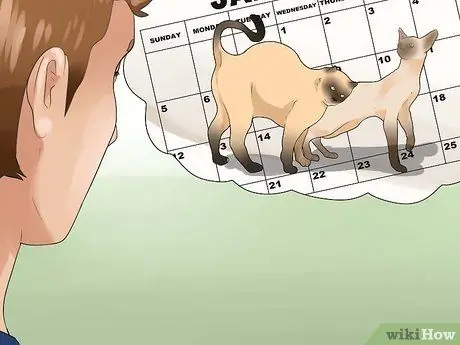 Как определить течку у кошки Шаг 11