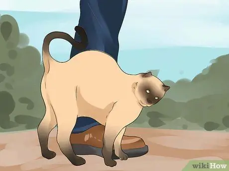 Как определить течку у кошки Шаг 3