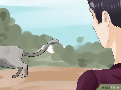 Как определить течку у кошки Шаг 4