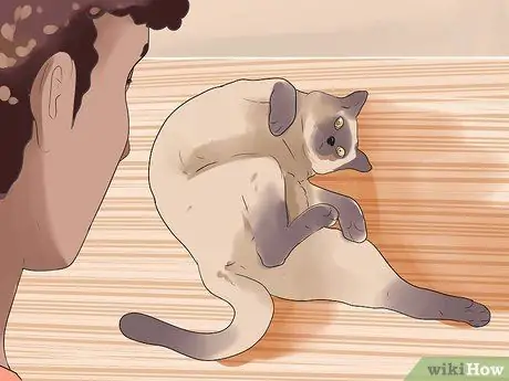 Как определить течку у кошки Шаг 6