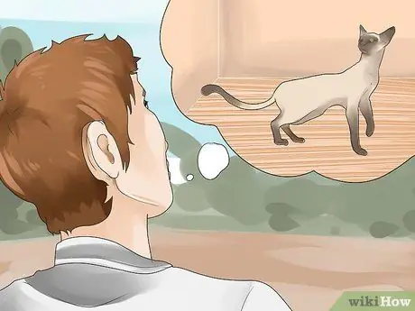 Как определить течку у кошки Шаг 8