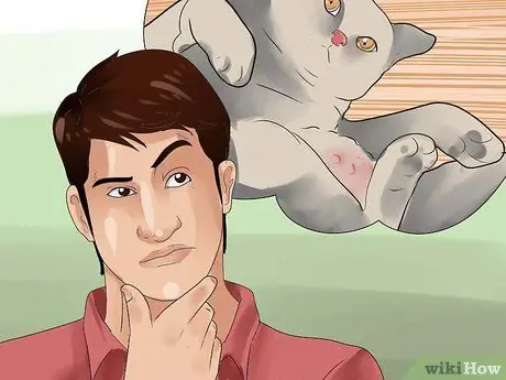 Как определить течку у кошки Шаг 9