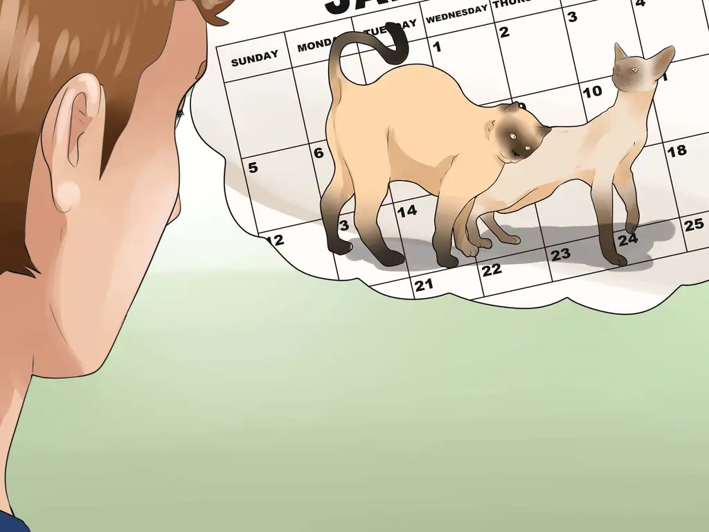 Как узнать, что у вашей кошки течка: 11 шагов (с иллюстрациями)