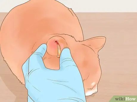 Лечить боевые раны на кошке Шаг 10