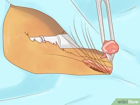 Лечить боевые раны на кошке Шаг 11