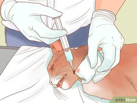 Лечить боевые раны на кошке Шаг 12