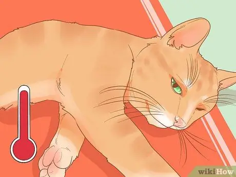 Лечить боевые раны на кошке Шаг 3