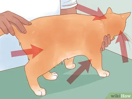 Лечить боевые раны на кошке Шаг 5