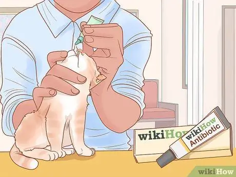 Лечить боевые раны на кошке Шаг 9