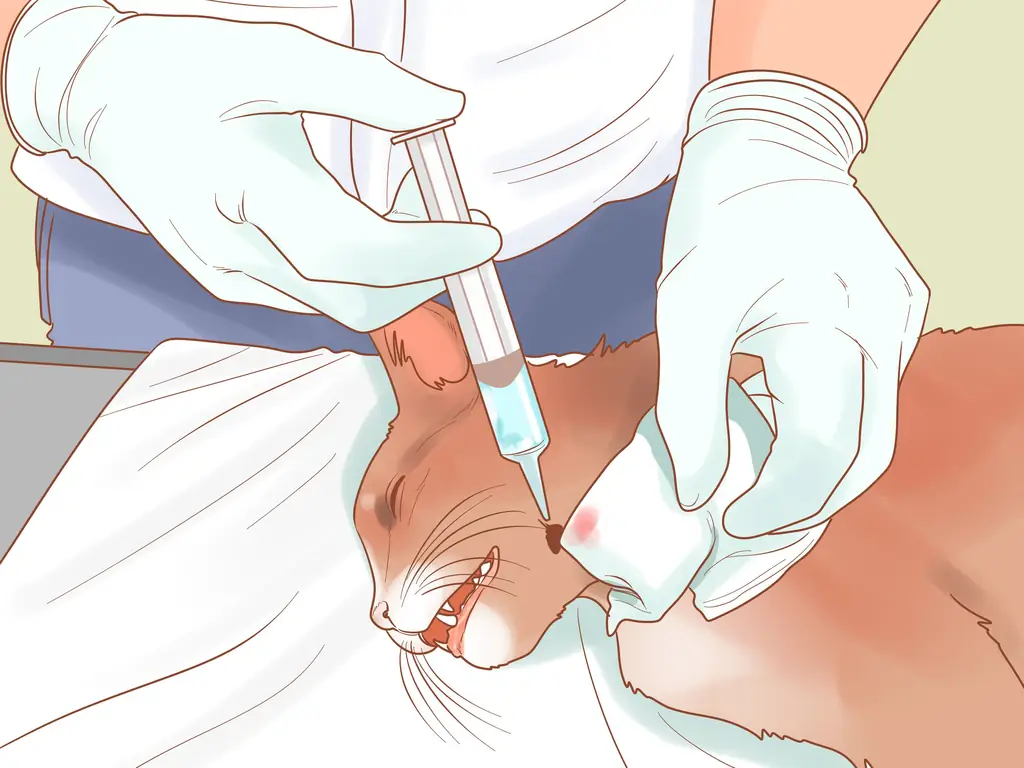 Как лечить боевые раны на кошке: 14 шагов (с иллюстрациями)