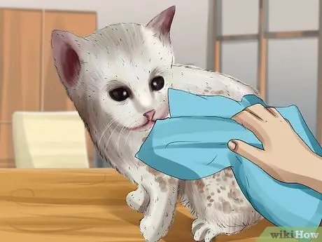 Очистите котенка-сироту Шаг 1